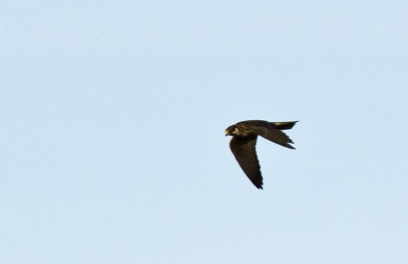 Conferma identificazione falco